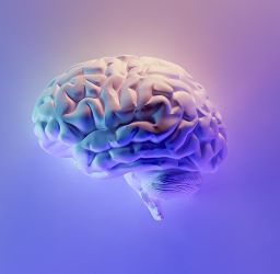 Image of brain; credit, Milad Fakurian